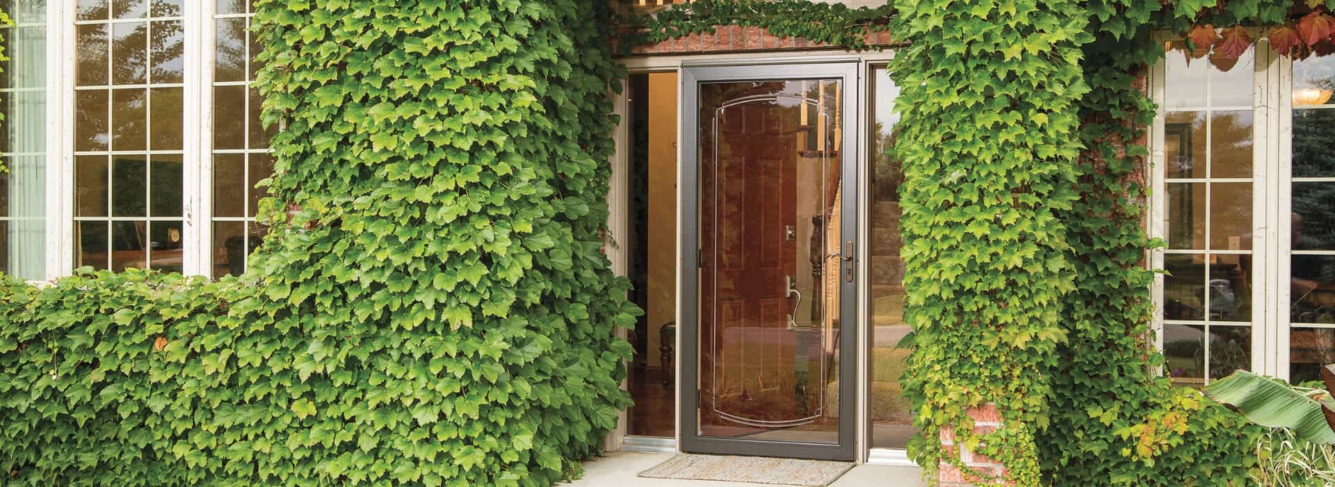 exterior shot of a storm door on an ivy-covered home